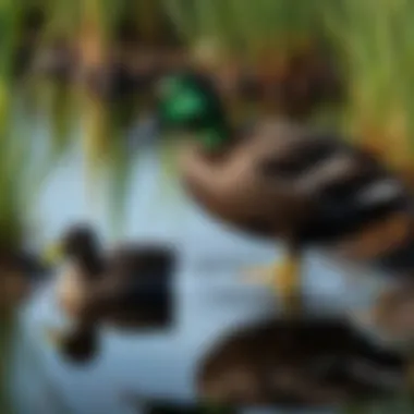Black Duck Foraging A Black Duck foraging in wetlands, showcasing its natural habitat.
