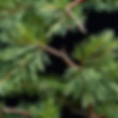 Close-up view of juniper ex foliage showcasing its distinctive needle-like leaves.