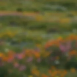 Vibrant Alpine Meadow with Wildflowers